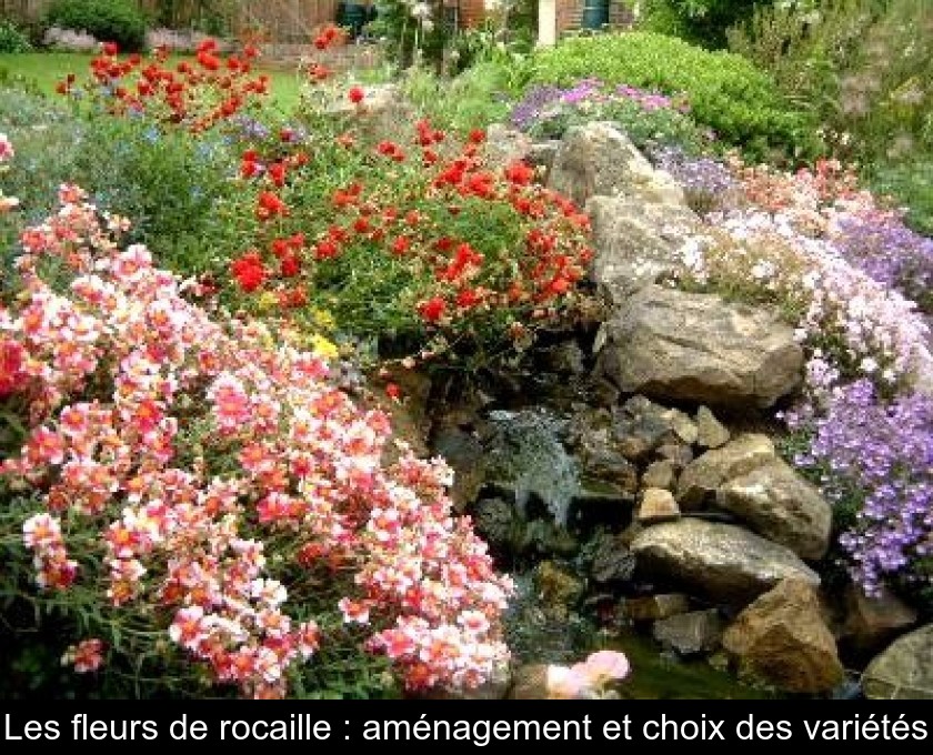 Les fleurs de rocaille : aménagement et choix des variétés Les fleurs de rocaille : aménagement et choix des variétés