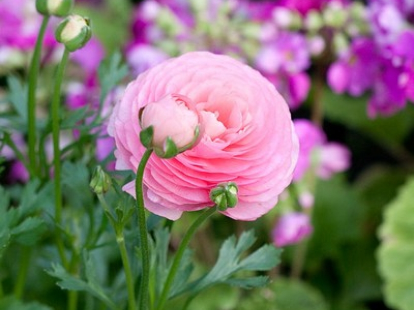 Les fleurs symboles d'amour : quelques idées originales Les fleurs symboles d'amour : quelques idées originales
