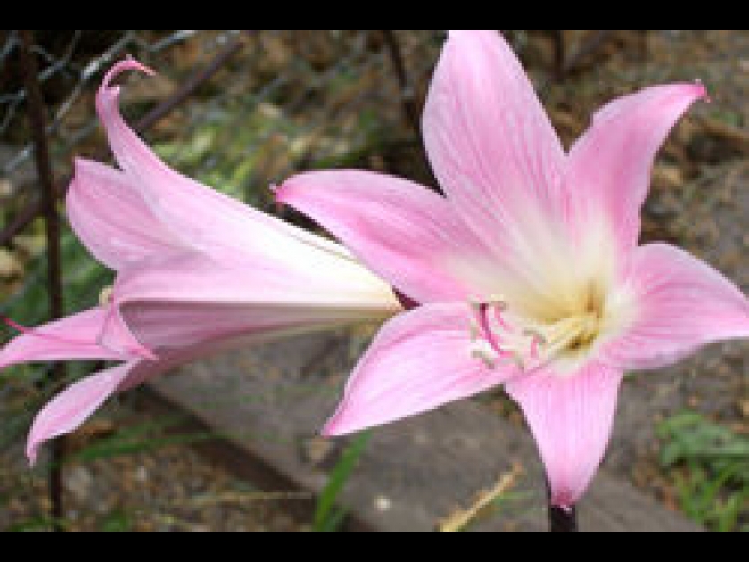 Les floraisons d’automne Les floraisons d’automne