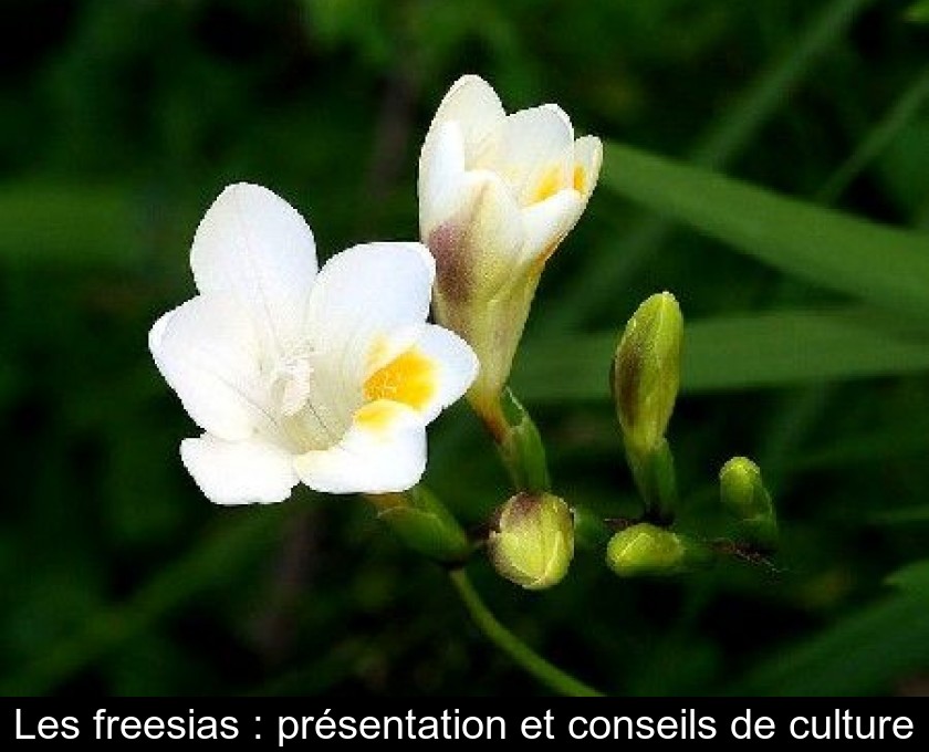 Les freesias : présentation et conseils de culture