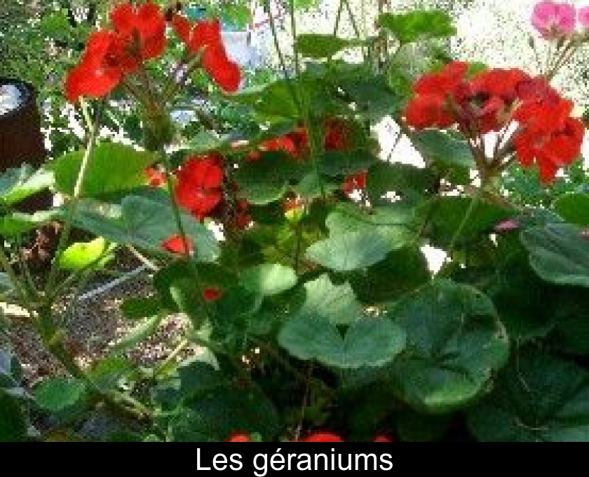 Les géraniums Les géraniums