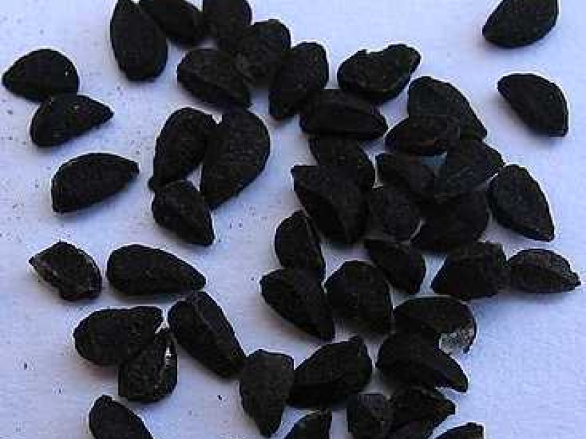 Les graines de nigelle : présentation et propriétés Les graines de nigelle : présentation et propriétés