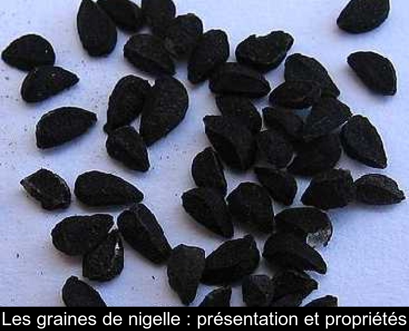 Les graines de nigelle : présentation et propriétés Les graines de nigelle : présentation et propriétés