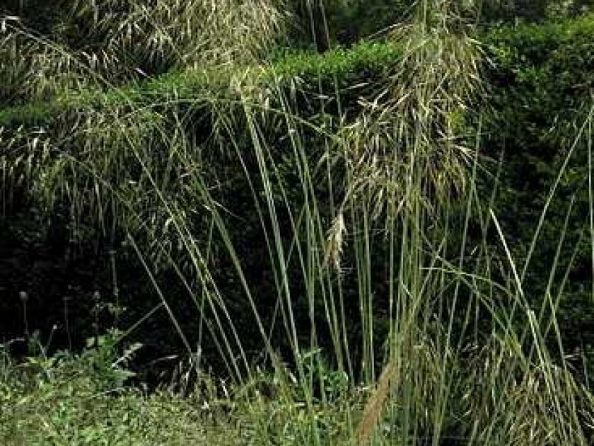Les graminées : des plantes ornementales pour le jardin Les graminées : des plantes ornementales pour le jardin