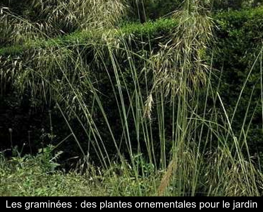 Les graminées : des plantes ornementales pour le jardin