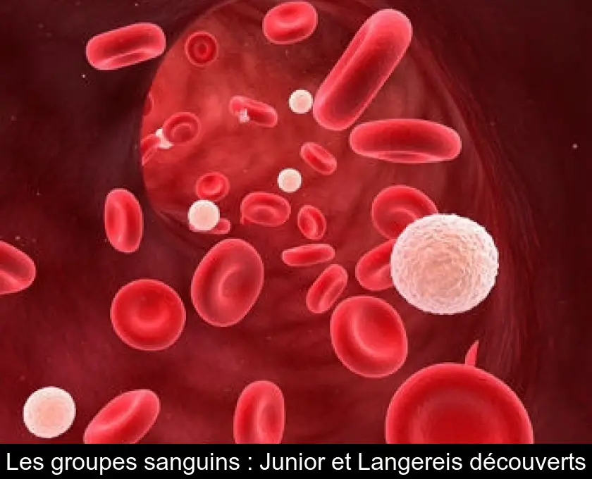 Les groupes sanguins : Junior et Langereis découverts