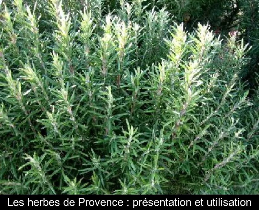 Les herbes de Provence : présentation et utilisation