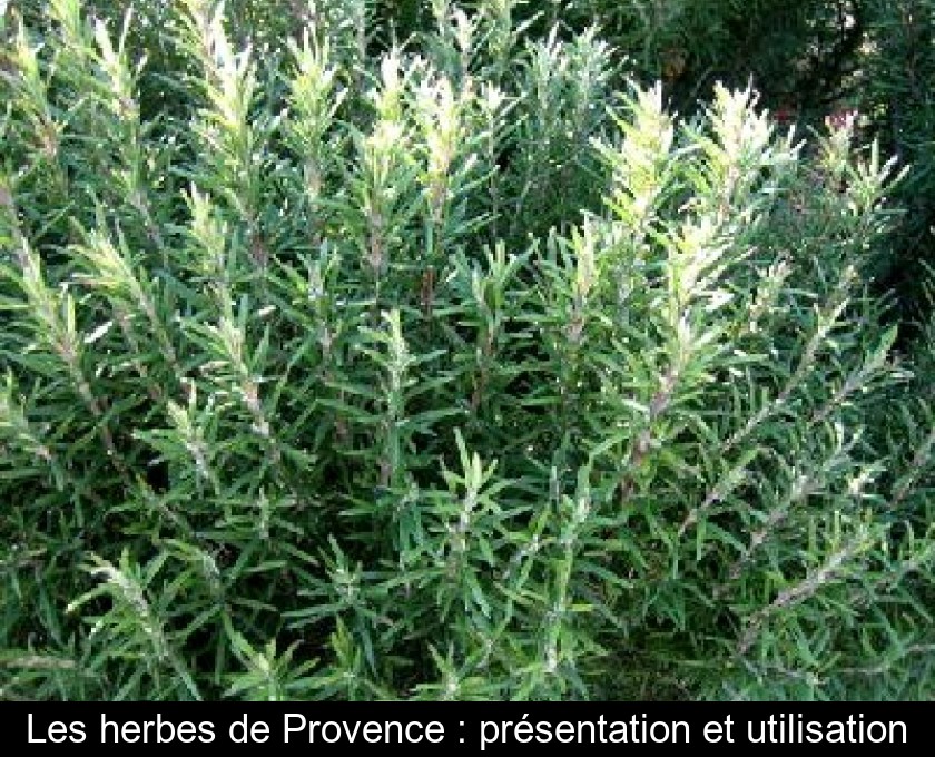 Thym et herbes de Provence -Achat en ligne, utilisations, description