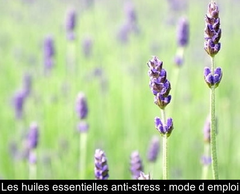 Les huiles essentielles anti-stress : mode d'emploi Les huiles essentielles anti-stress : mode d'emploi