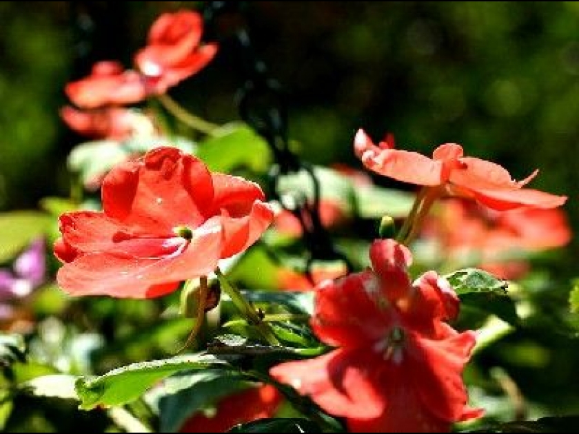 Les impatiens : présentation et conseils de culture Les impatiens : présentation et conseils de culture