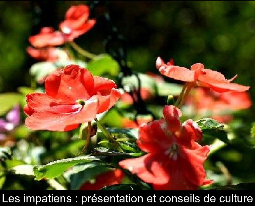 Les impatiens : présentation et conseils de culture Les impatiens : présentation et conseils de culture