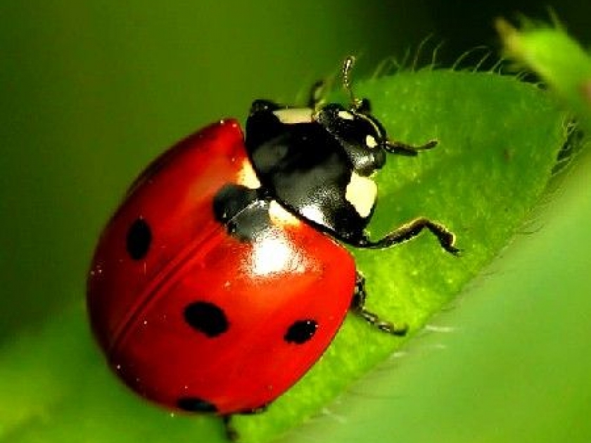 Les insectes auxiliaires : les amis du jardinier Les insectes auxiliaires : les amis du jardinier