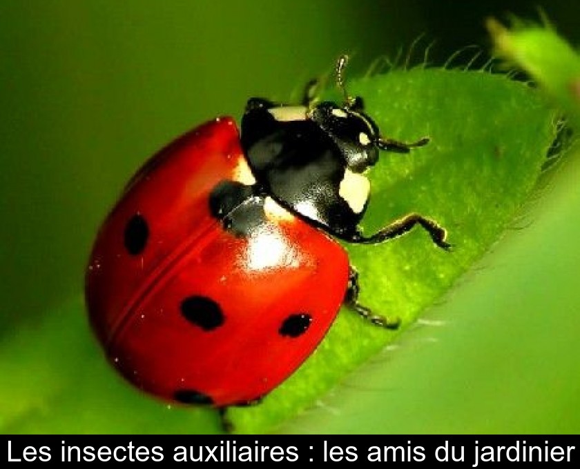 Les insectes auxiliaires : les amis du jardinier