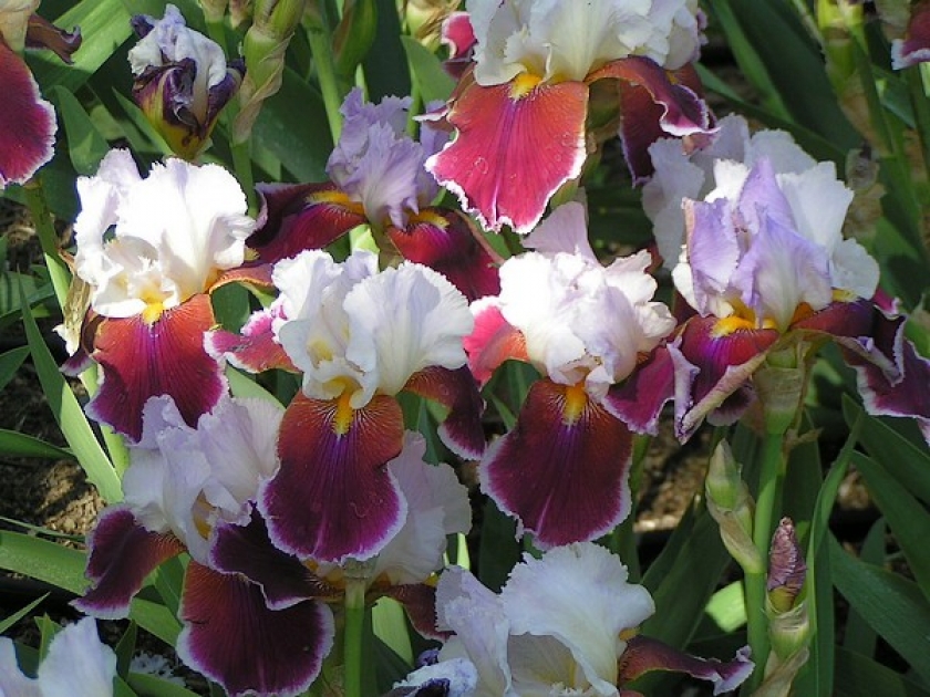 Les iris : quelles variétés choisir ? Les iris : quelles variétés choisir ?