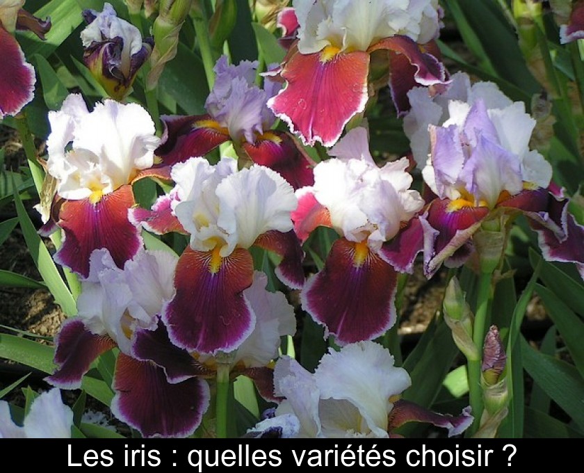 Les iris : quelles variétés choisir ? Les iris : quelles variétés choisir ?