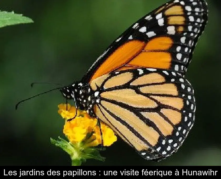 Les jardins des papillons : une visite féerique à Hunawihr