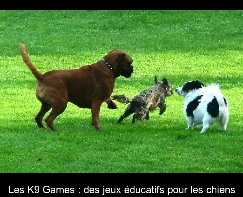 Les K9 Games : des jeux éducatifs pour les chiens
