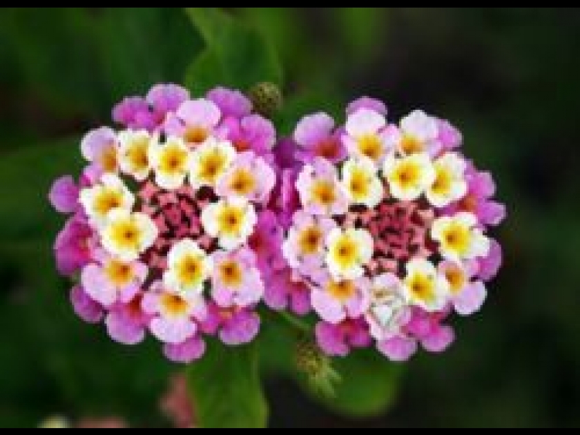 Les lantanas Les lantanas