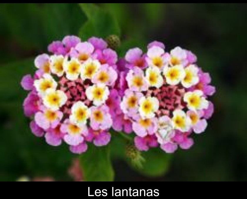 Les lantanas Les lantanas