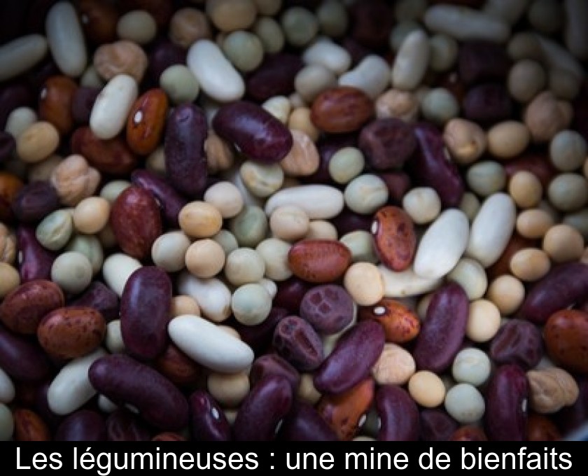 Les légumineuses : une mine de bienfaits Les légumineuses : une mine de bienfaits