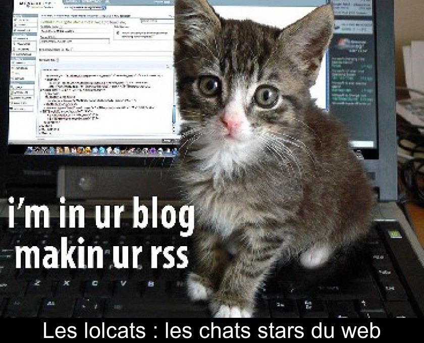 Les lolcats : les chats stars du web Les lolcats : les chats stars du web