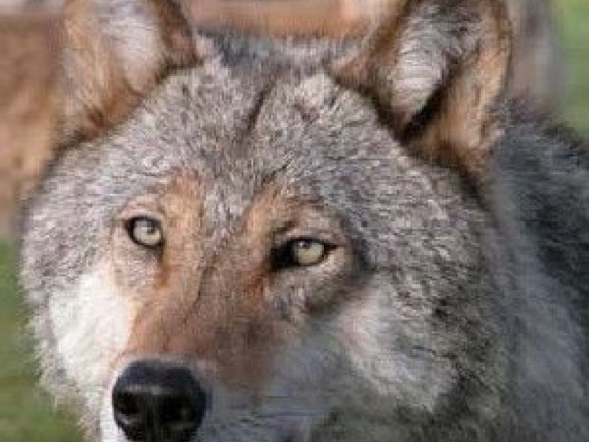 Les Loups du Gévaudan : un parc pour mieux connaître les loups Les Loups du Gévaudan : un parc pour mieux connaître les loups