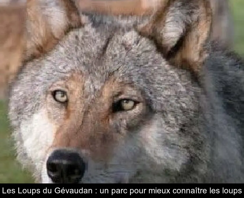 Les Loups du Gévaudan : un parc pour mieux connaître les loups