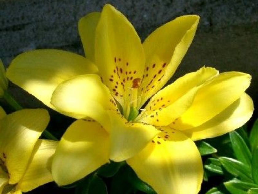 Les lys : de belles fleurs ornementales Les lys : de belles fleurs ornementales