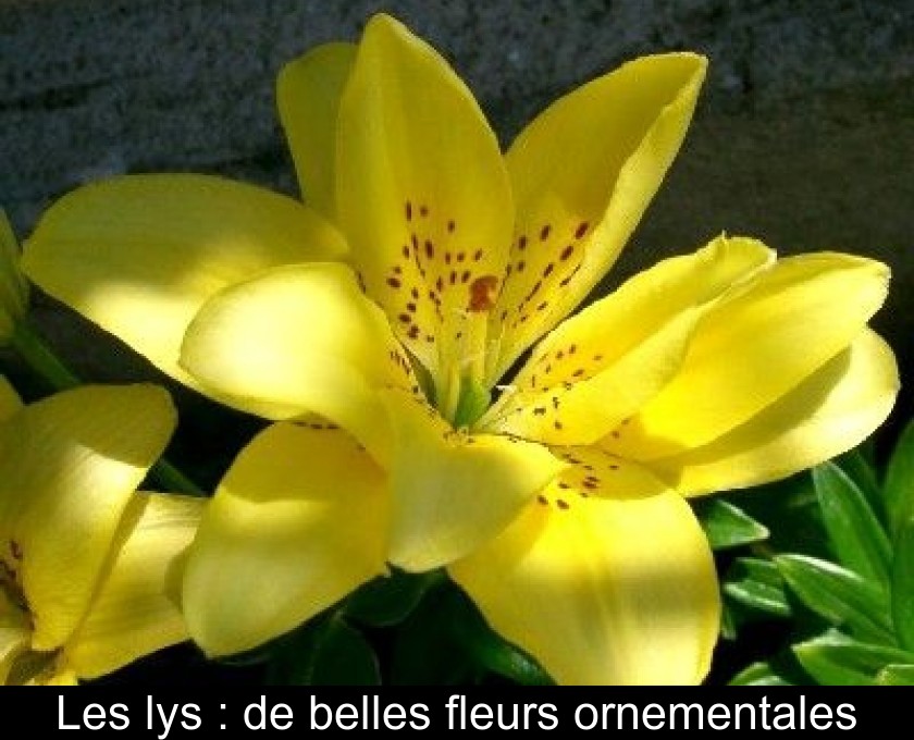 Les lys : de belles fleurs ornementales