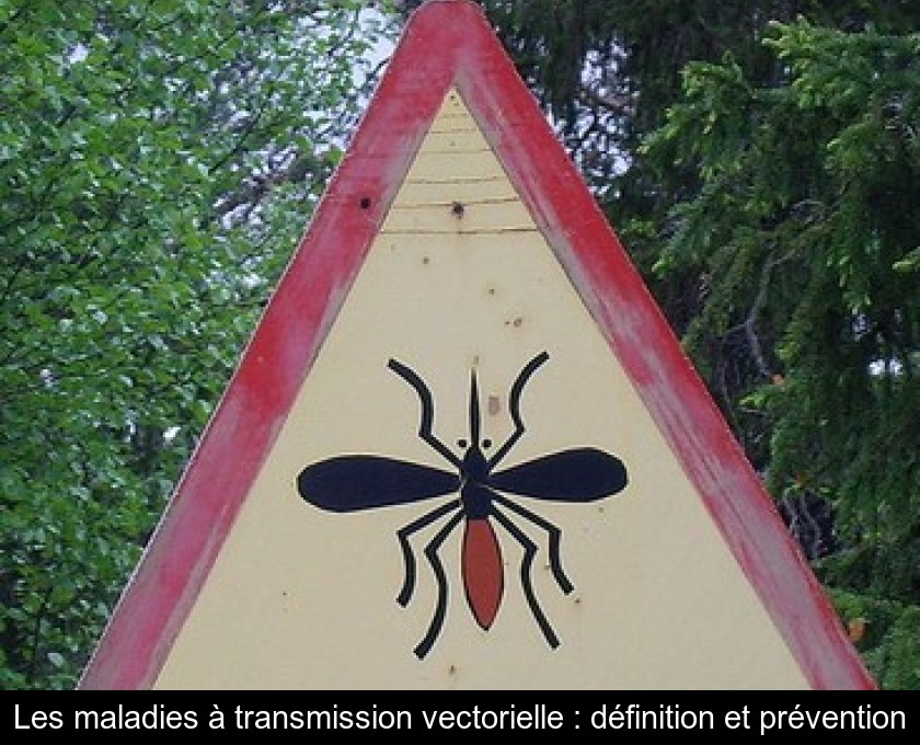 Les maladies à transmission vectorielle : définition et prévention Les maladies à transmission vectorielle : définition et prévention