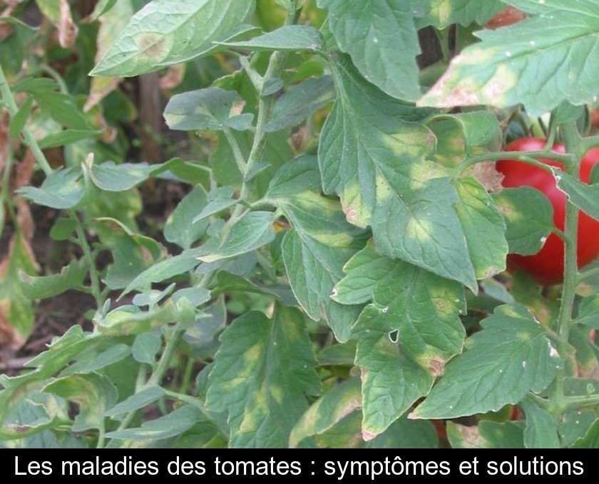 Les maladies des tomates : symptômes et solutions Les maladies des tomates : symptômes et solutions