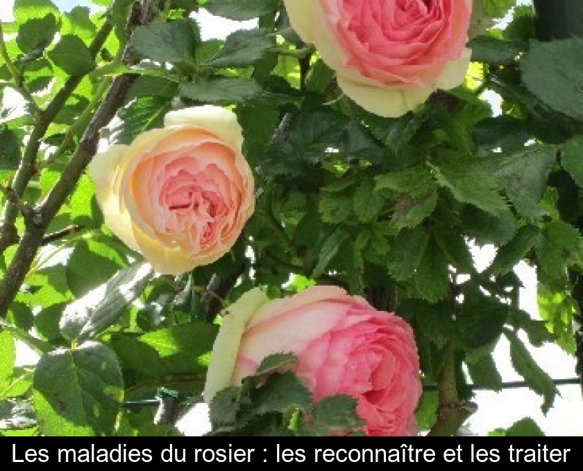 Les maladies du rosier : les reconnaître et les traiter Les maladies du rosier : les reconnaître et les traiter
