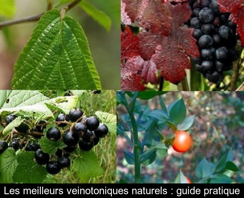 Les meilleurs veinotoniques naturels : guide pratique