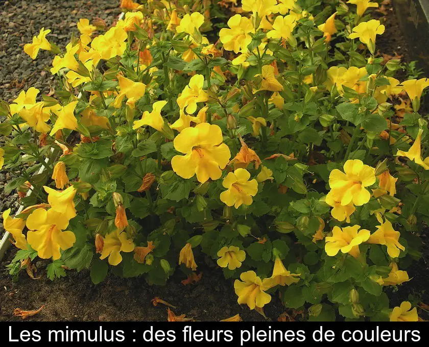 Les mimulus : des fleurs pleines de couleurs