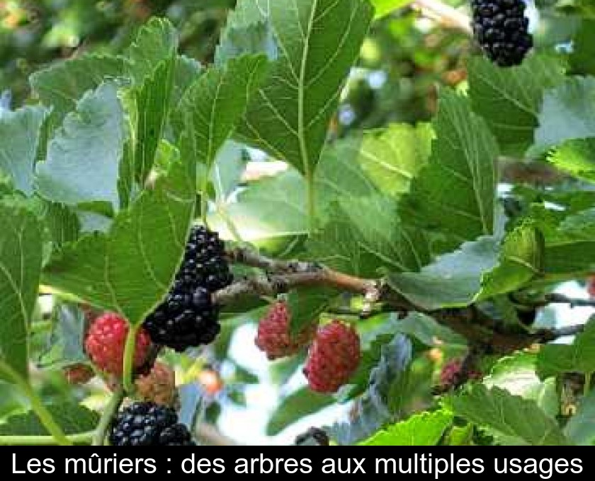 Les mûriers : des arbres aux multiples usages Les mûriers : des arbres aux multiples usages
