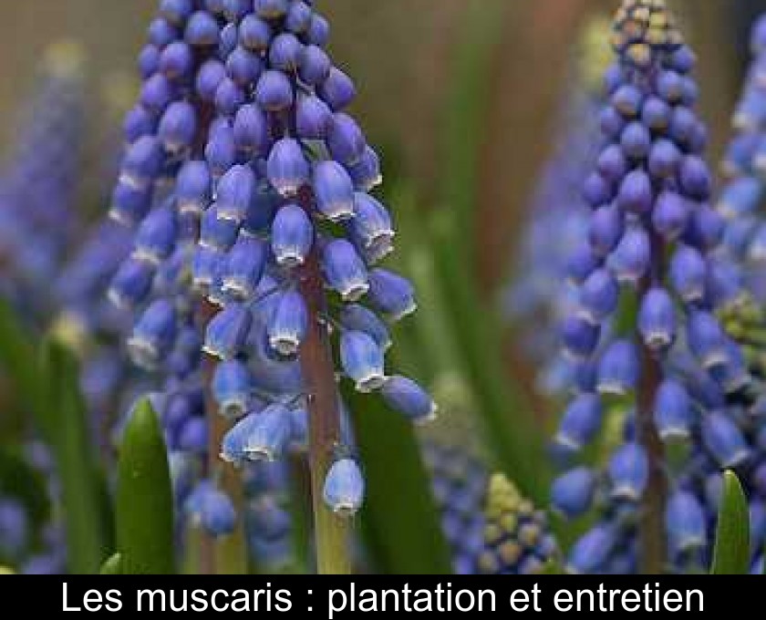 Les muscaris : plantation et entretien