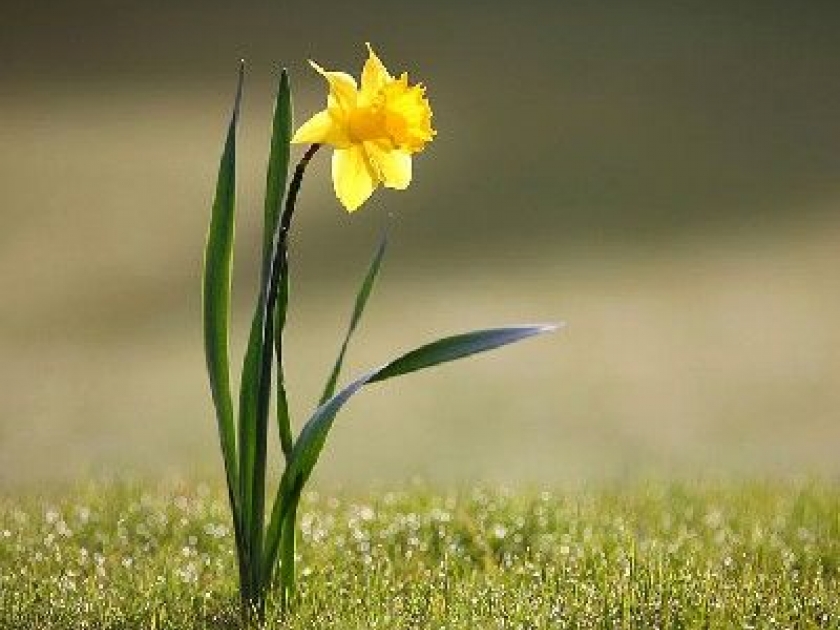Les narcisses : des fleurs faciles à cultiver Les narcisses : des fleurs faciles à cultiver