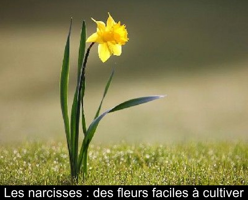 Les narcisses : des fleurs faciles à cultiver Les narcisses : des fleurs faciles à cultiver