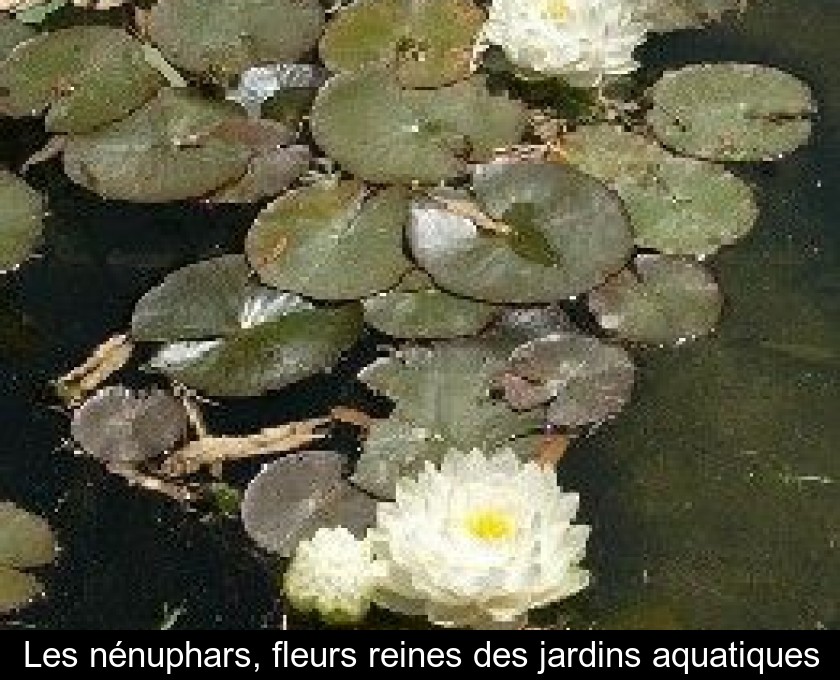 Les nénuphars en bassin de Jardin