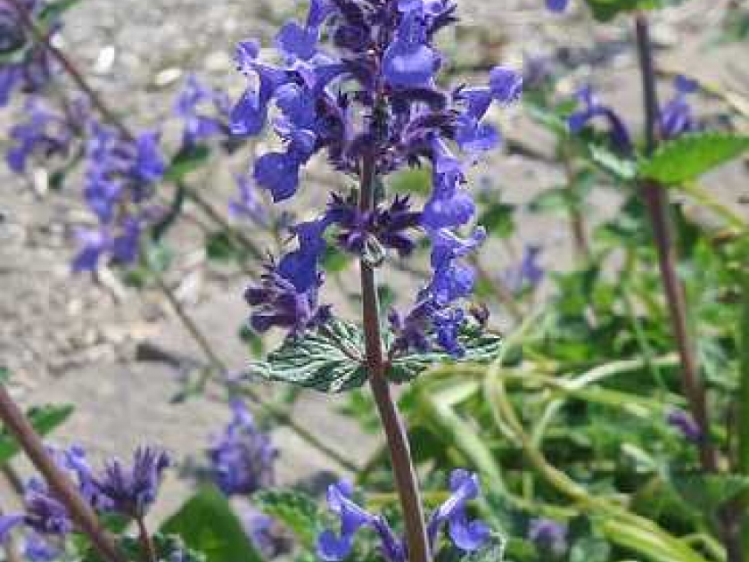 Les népétas : de jolies fleurs bleues Les népétas : de jolies fleurs bleues