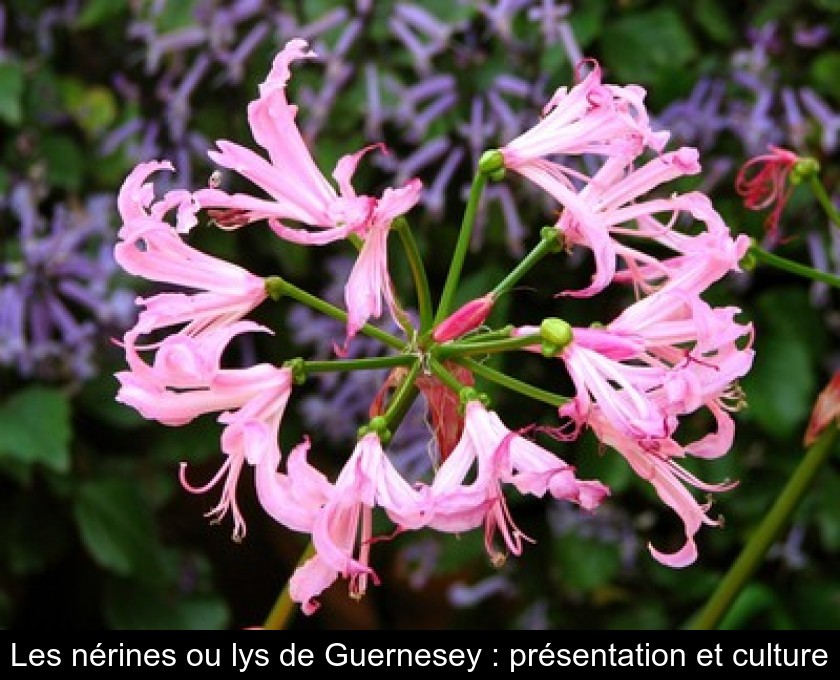 Les nérines ou lys de Guernesey : présentation et culture Les nérines ou lys de Guernesey : présentation et culture