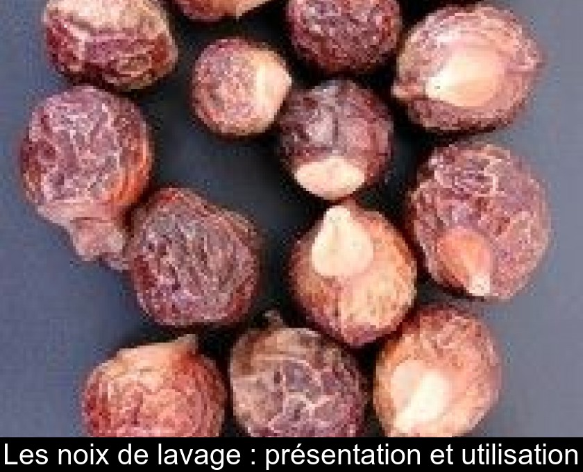 Les noix de lavage : présentation et utilisation Les noix de lavage : présentation et utilisation