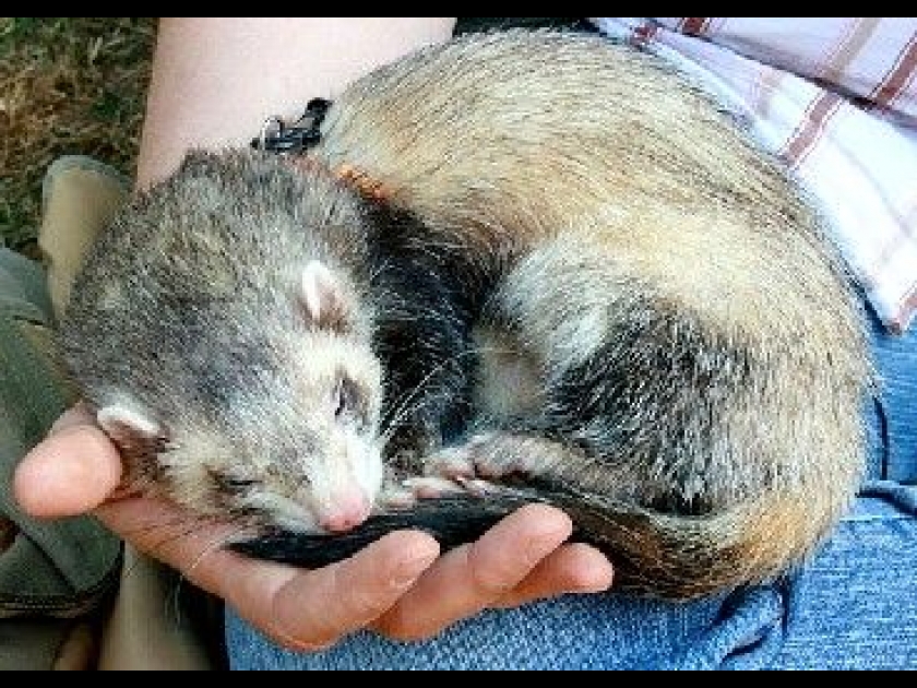 Les nouveaux animaux de compagnie guide pratique