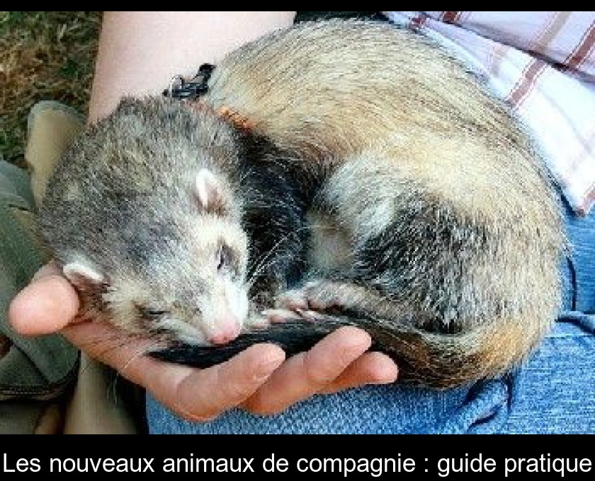 Les nouveaux animaux de compagnie : guide pratique Les nouveaux animaux de compagnie : guide pratique