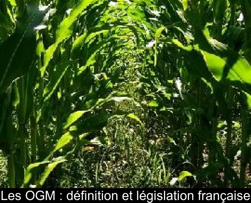 Les OGM : définition et législation française