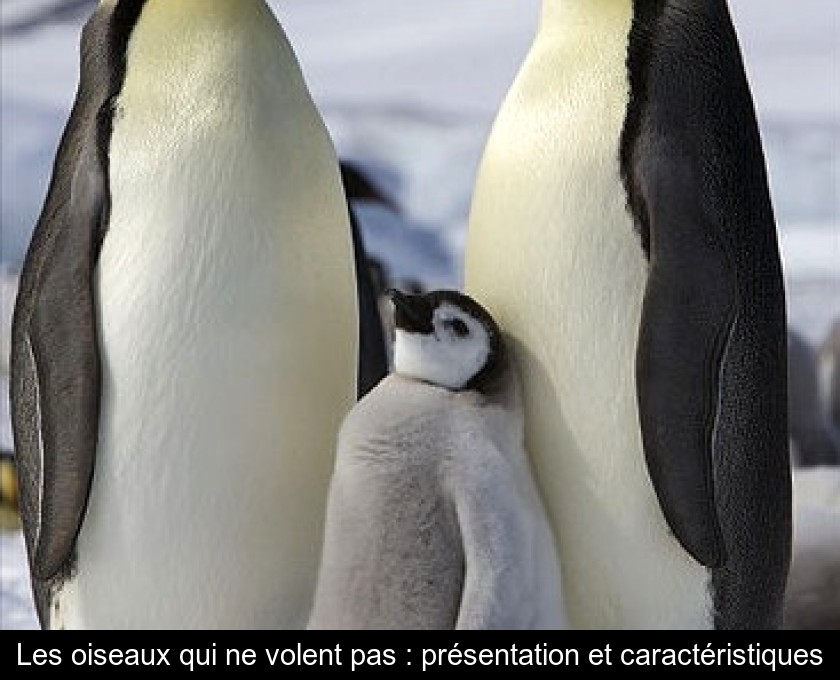 Les oiseaux qui ne volent pas : présentation et caractéristiques Les oiseaux qui ne volent pas : présentation et caractéristiques