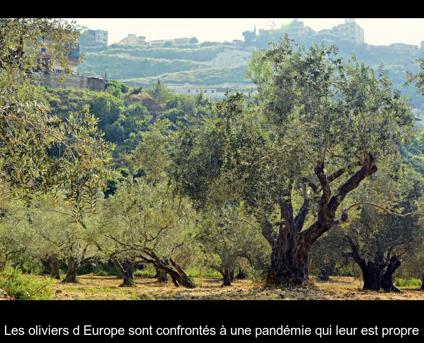 Les oliviers d'Europe sont confrontés à une pandémie qui leur est propre