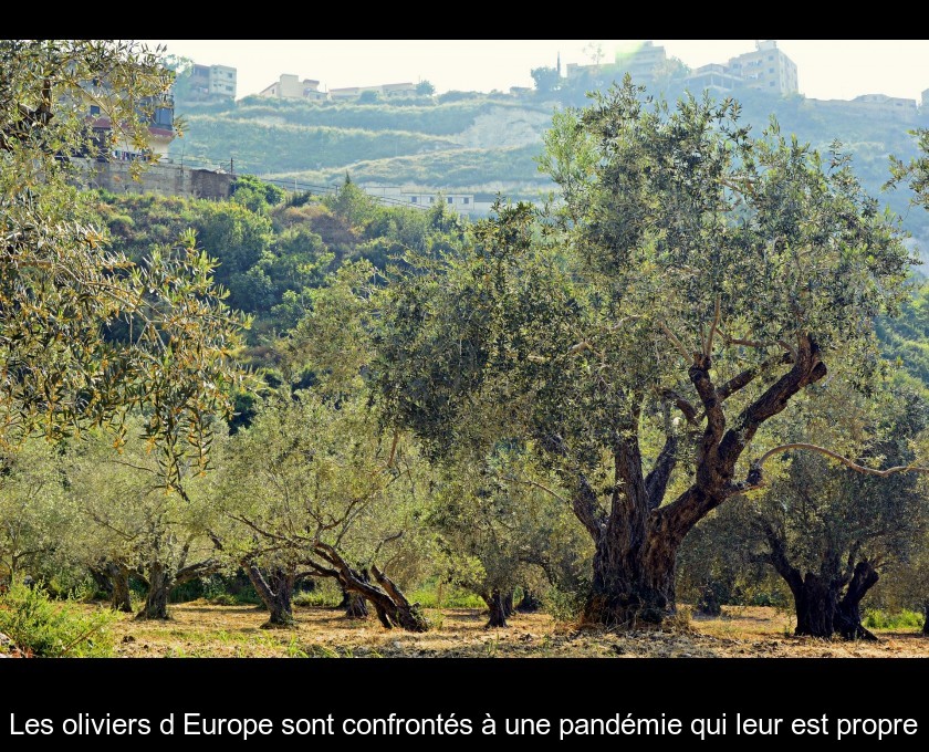 Les oliviers d'Europe sont confrontés à une pandémie qui leur est propre Les oliviers d'Europe sont confrontés à une pandémie qui leur est propre