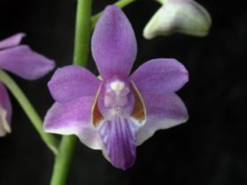 Les orchidées Les orchidées
