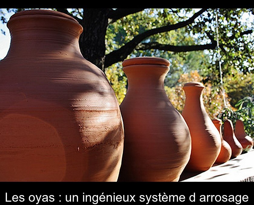 Les oyas : un ingénieux système d'arrosage Les oyas : un ingénieux système d'arrosage